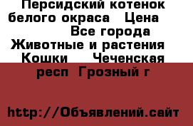 Персидский котенок белого окраса › Цена ­ 35 000 - Все города Животные и растения » Кошки   . Чеченская респ.,Грозный г.